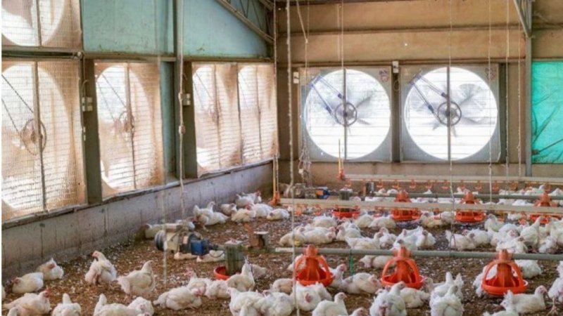 حداقل ۴۰ درصد از مرغداری‌ های کشور الان خالی است
