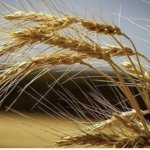 مهربانو مهدوی، خبرنگار: به افزایش موقتی تولید گندم خودکفایی نمی‌ گویند !