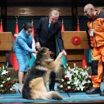 تقدیر از سگ امدادگر در ترکیه