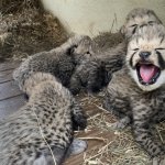 هند از تولد چهار توله یوزپلنگ خبر داد