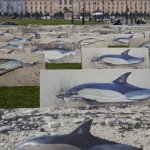 مرگ ۹۰۰ دلفین در سواحل فرانسه