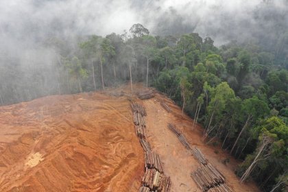 قانون جدید اروپا برای توقف جنگل‌زدایی جهانی