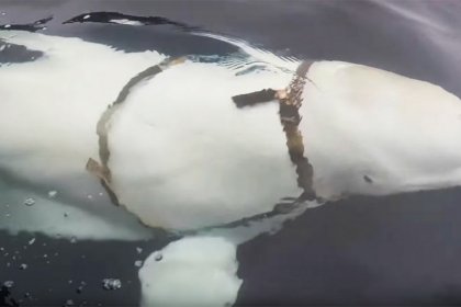 نهنگ «جاسوس روسیه» در سواحل سوئد پدیدار شد