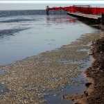 رئیس سازمان محیط زیست: تراز آب دریای خزر در حال پایین رفتن است