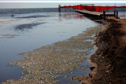 رئیس سازمان محیط زیست: تراز آب دریای خزر در حال پایین رفتن است