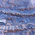 ۴۰۰ قطعه فسیل ۱۰ میلیون ساله در مراغه کشف شد