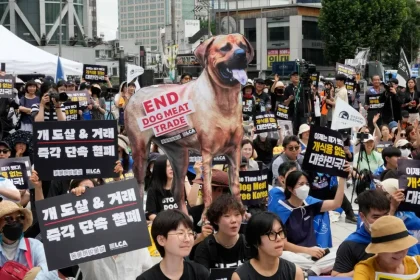 کره جنوبی تا پایان سال مصرف گوشت سگ را ممنوع می‌کند