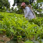 سریلانکا بدهی خود به ایران را با چای بازپرداخت کرد