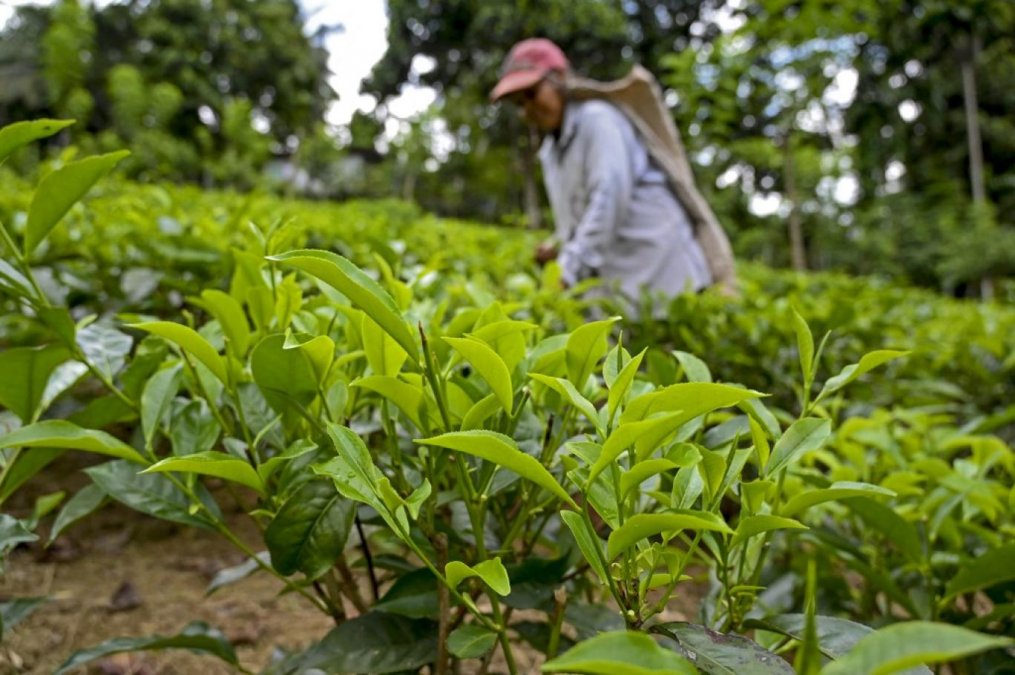 سریلانکا بدهی خود به ایران را با چای بازپرداخت کرد