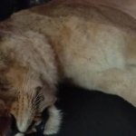 مرگ شیر نر در مجموعه الیمانات نور