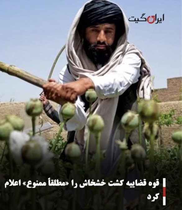 قوه قضاییه کشت خشخاش را «مطلقاً ممنوع» اعلام کرد